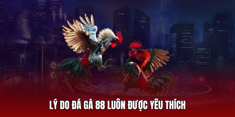 Lý do sân chơi đá gà 88 luôn được yêu thích nhất